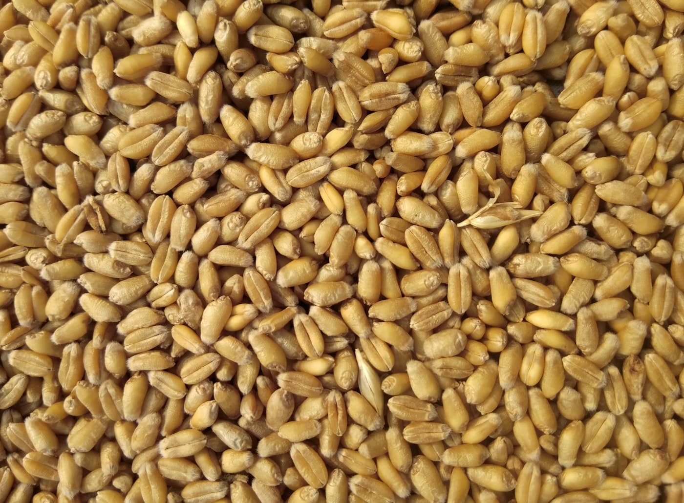 A field of ripe wheat