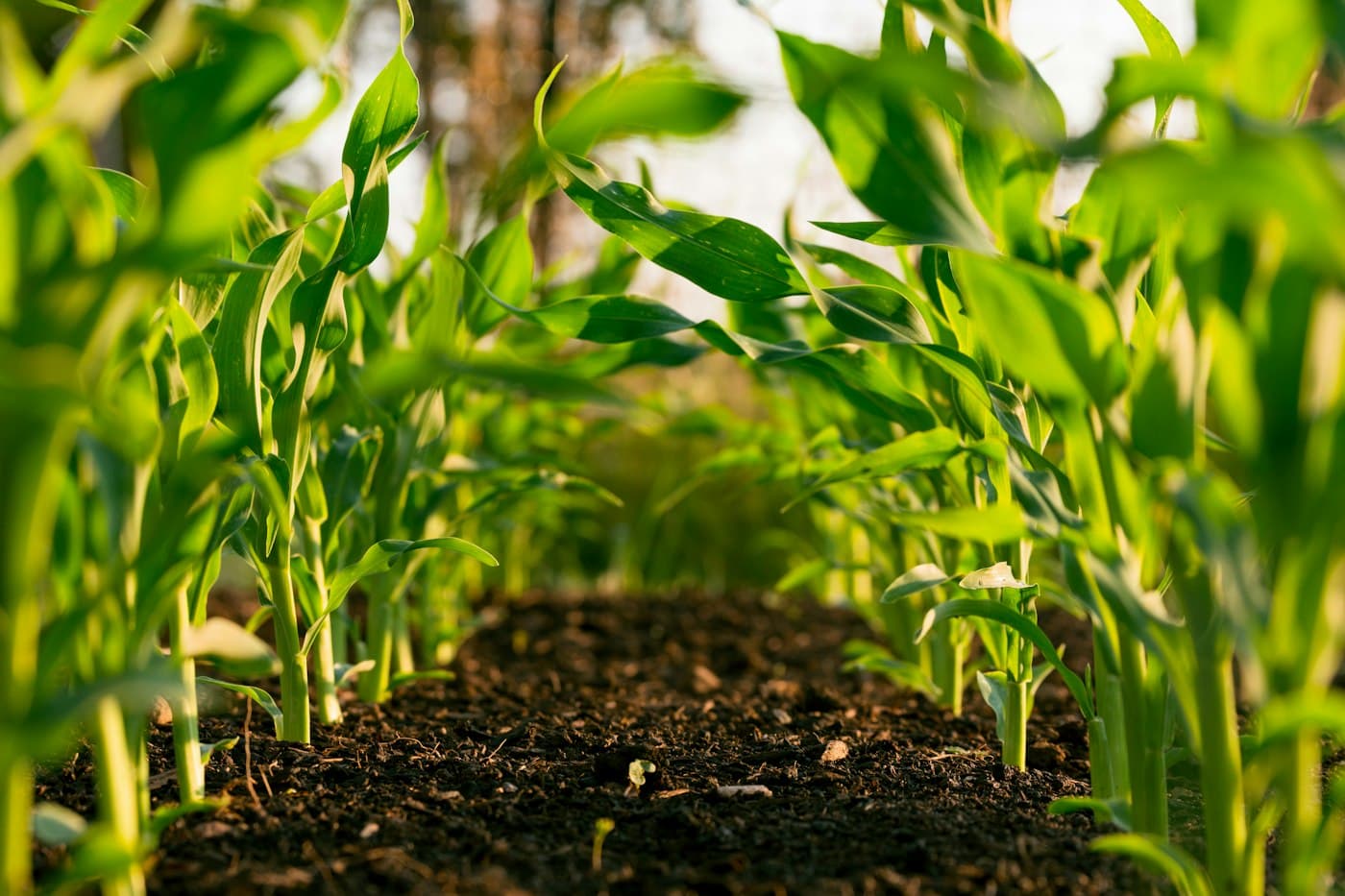 Green crops in rows, seen from above